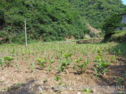 蠶繭里的金色希望 柞水縣杏坪鎮(zhèn)培達(dá)合作社的農(nóng)副產(chǎn)品圖鑒