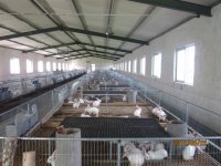 長毛兔與獺兔市場價格及獺兔養(yǎng)殖技術(shù)前景深度分析